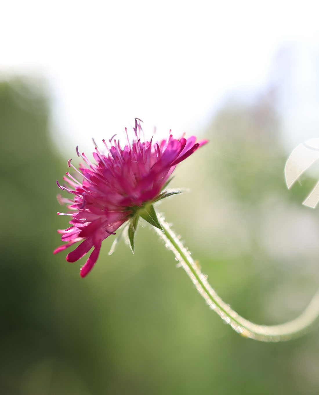 Bepflanzung | Lieblingsblumen Bepflanzung | Gartengestaltung | Lieblingsblumen