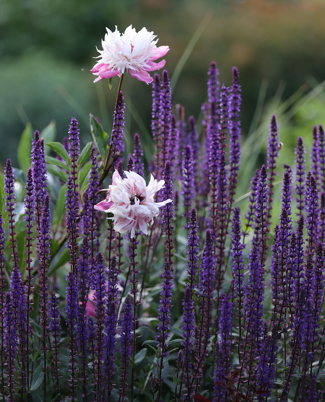 Bepflanzung | Gartengestaltung | Salbei Bepflanzung | Gartengestaltung | Lieblingsblumen Salbei